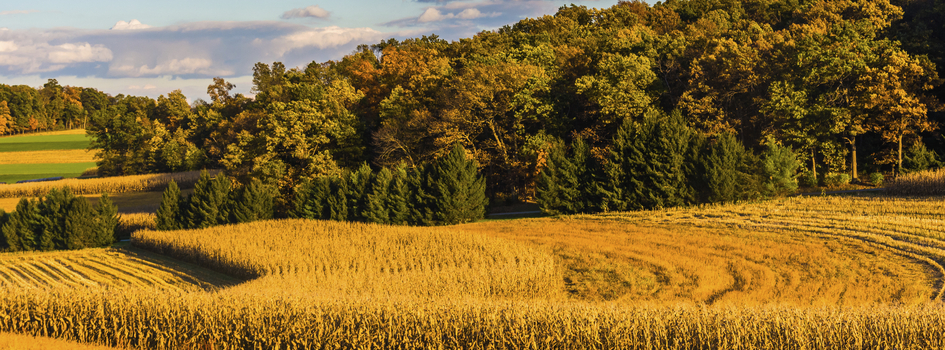 Grain Trading Support